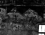 thumbnail of bitstream